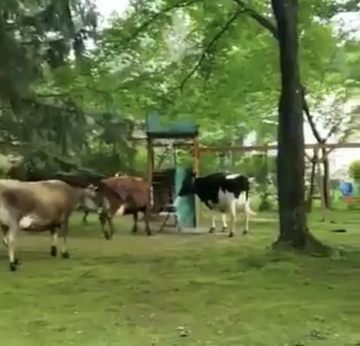 VIDEO: Cows on the loose in Chestnut Ridge - Rockland Report