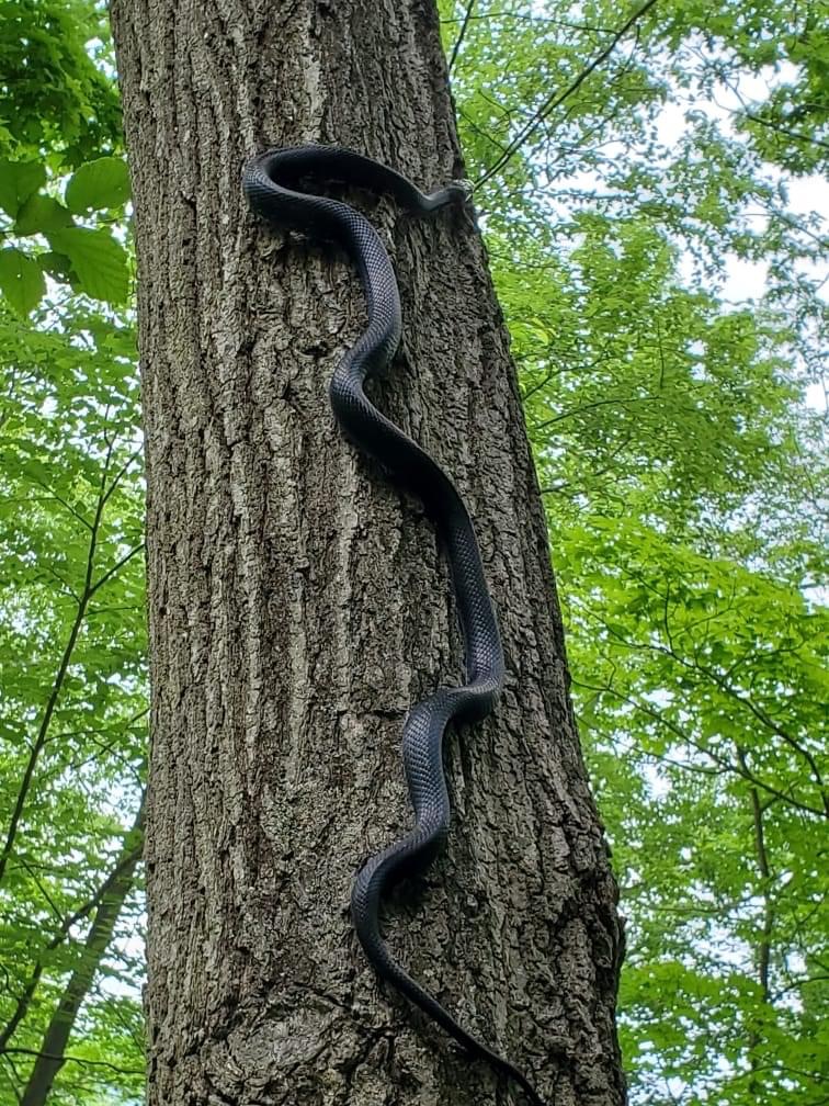 Can Snakes Crawl Up Trees at Ashley Crosby blog