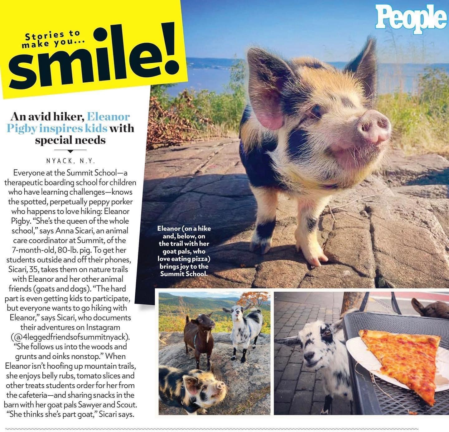 An article featuring a pig and goats