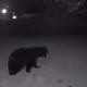 A black bear night footage