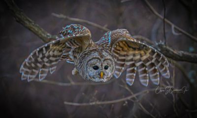 An owl in midair