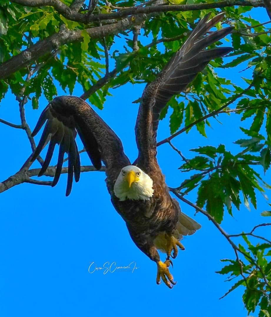 An eagle flying through the tree’s branches