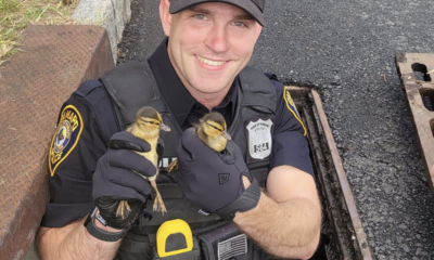 A happy policeman rescuing ducklings